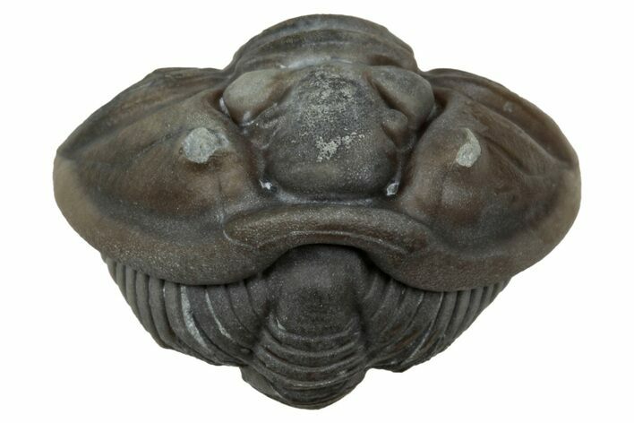 Wide Enrolled Flexicalymene Trilobite - Mt Orab, Ohio #347264